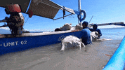 Earth Day GIF by 4ocean