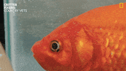 National Geographic Water GIF by Nat Geo Wild