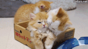 cute kitten GIF