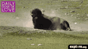 exploreorg love nature animal organic GIF