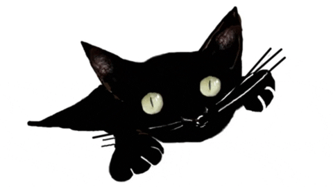 rosaboschetti giphygifmaker giphyattribution gato guiño de ojo GIF