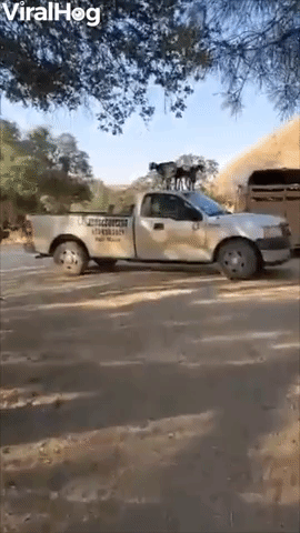 Baby Goats Dance on Top of Truck