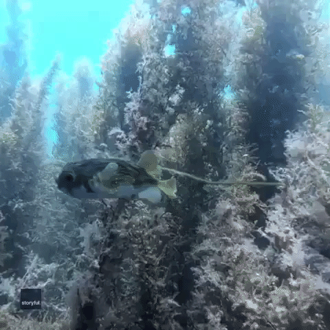 Globefish Seeks Help From Freediver After Sediment Sticks to Its Scales