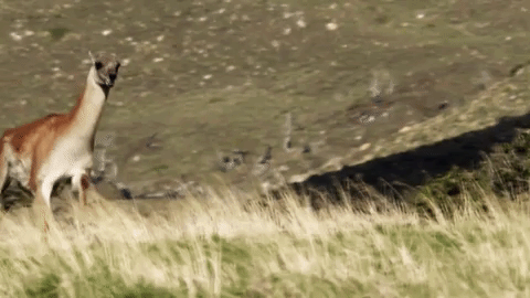 symphony for our world GIF by Nat Geo Wild 