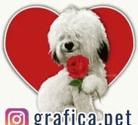 graficapet  GIF