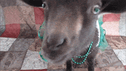 GIF by Random Goat