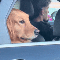 Dog Mean GIF