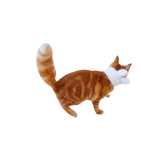 Cat Jump Sticker