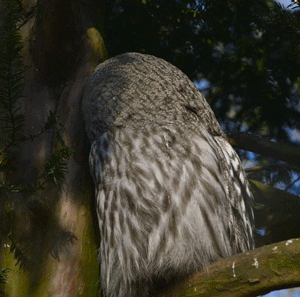 Owl Looking GIF by Planckendael