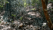 animalsasia indonesia animalsasia monkeyrelease GIF