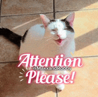 Attention Please Cat GIF