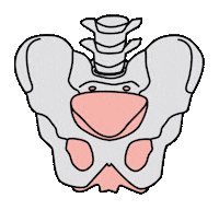 Ulyaversum pelvicfloor beckenboden beckenbodentraining ulyaversum Sticker