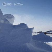 Pbs Biology GIF by WGBH Boston