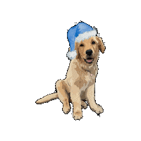 Golden Retriever Christmas Sticker by ShortStreetStore