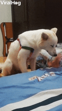 Tuckered Pup Can't Stay Upright