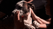 HallmarkChannel dog dogs puppy country music GIF