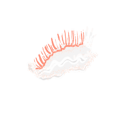 peachbabystudio animal ocean peachbaby nudibranch Sticker