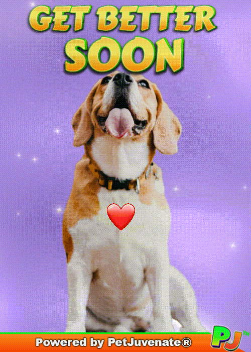 Get Well Soon GIF by PetJuvenate - PJ