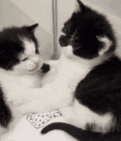 Cat GIF