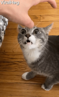 Claw Hand Has Cat Curious