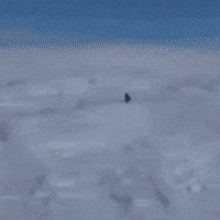 Pallas Cat Manul GIF