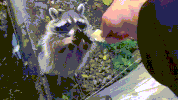 reach GIF