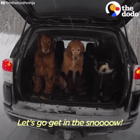 dog GIF by The Dodo