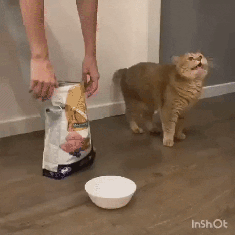gif-vif giphyupload hooman please stop GIF
