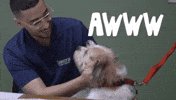 Dog Awww GIF by The Lovely Law Firm Injury Lawyers