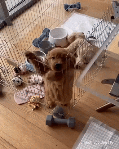 NeverFreakinMind giphyupload GIF