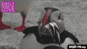 exploreorg love nature animal organic GIF