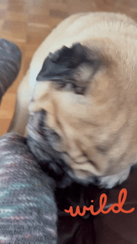 Dog Pug GIF