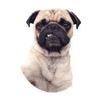 Attitude Pug Sticker by imoji