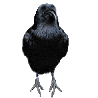 Bird Crow Sticker