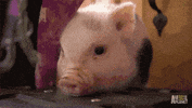 news will GIF
