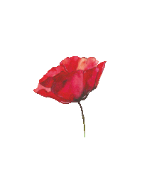 AdelaV red flower poppy flower epipi Sticker