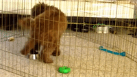 Ten-Month-Old Poodle Has Super Bowl of His Own