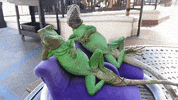 relaxing GIF