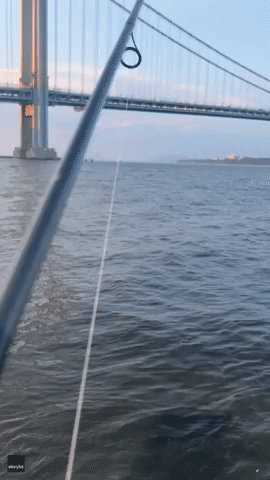 'That is Insane!': Whale Breaches Near New York City's Verrazzano-Narrows Bridge