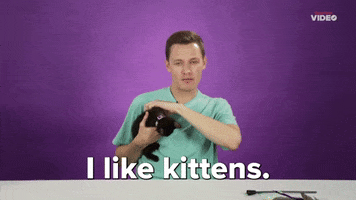 Cat Kitten GIF by BuzzFeed
