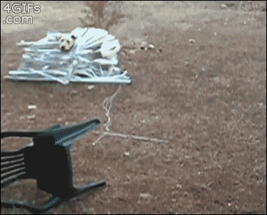 Video gif. Adorable yellow lab tangled in a set of miniblinds bounds toward us then wags his tail and barks.