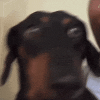 Dog Smile GIF
