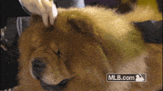 GIF by MLB