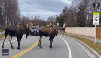 Pair of Bull Moose Hold Up Traffic in Alaska