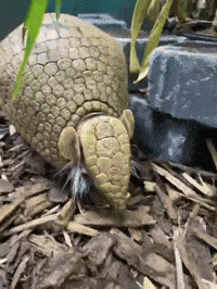 Armadillo Looking GIF by Valley Zoo Development Society