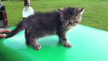 mood GIF