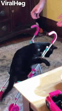 Kitty Climbs Into Stroller for a Ride