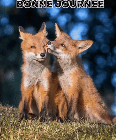 valiecevennes giphygifmaker GIF