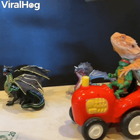 Bearded Dragon Drives by on Toy Tractor