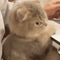 Angry Cat GIF